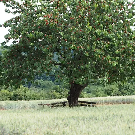 Magdalenenhof Am Huywald - Kornboden Mit Aussicht Dingelstedt